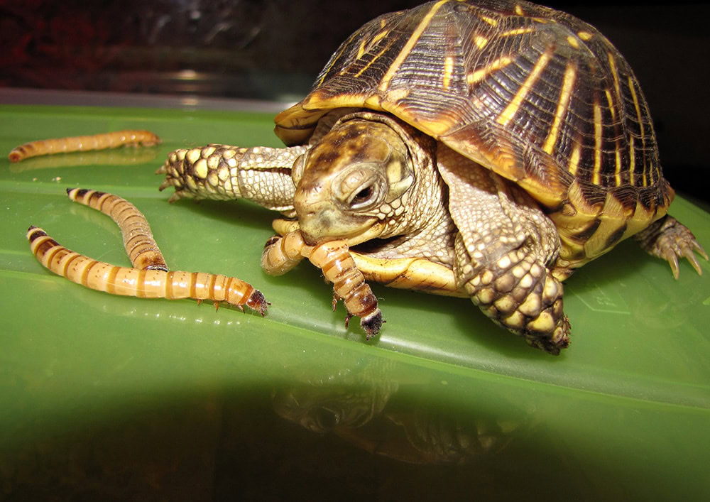 Box Turtle eating mealworm