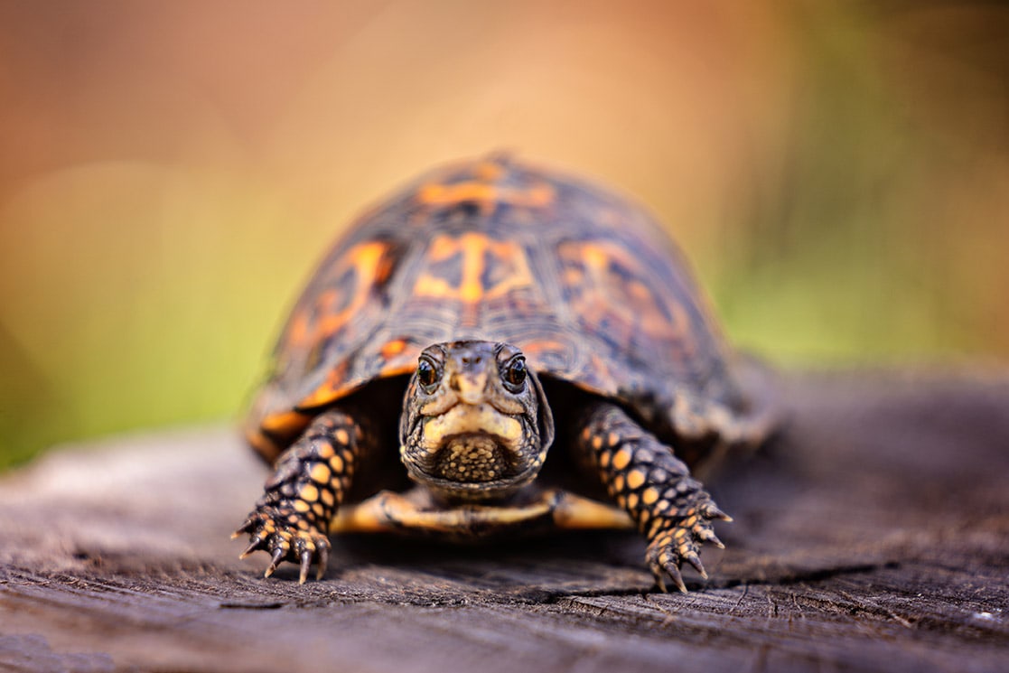 Box turtle on a tree stump