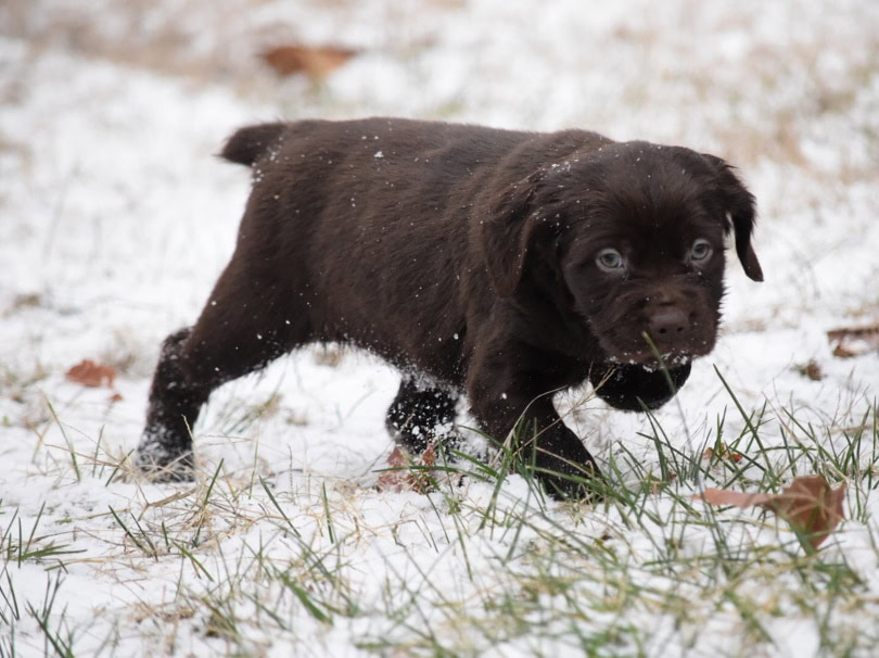 boykin spaniel puppy