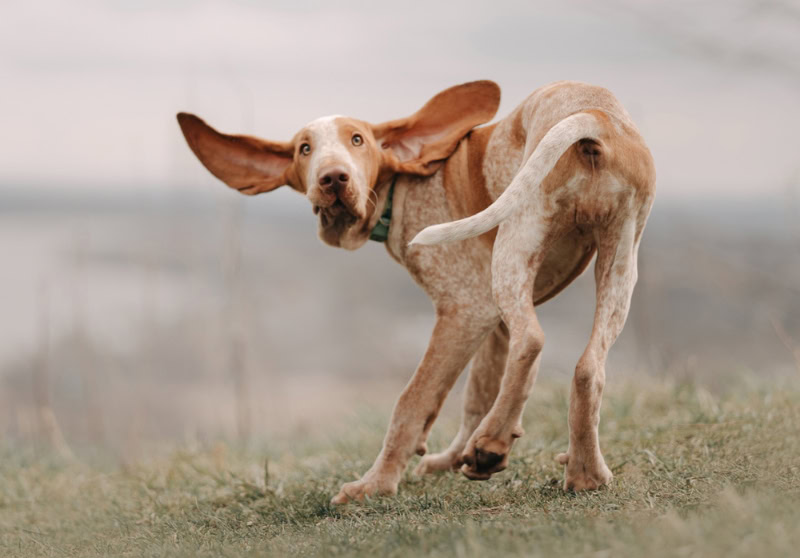 bracco italiano puppy spinning