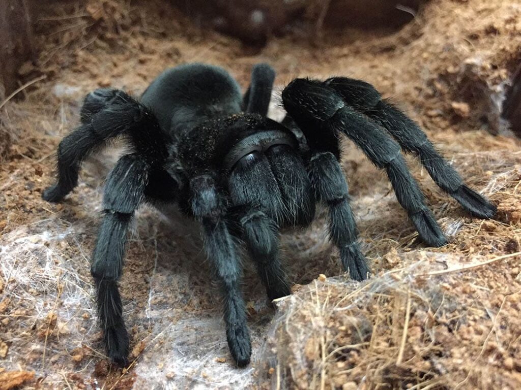 Brazilian Black Tarantula
