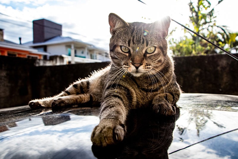 brazilian shorthair cat lying on top of the car