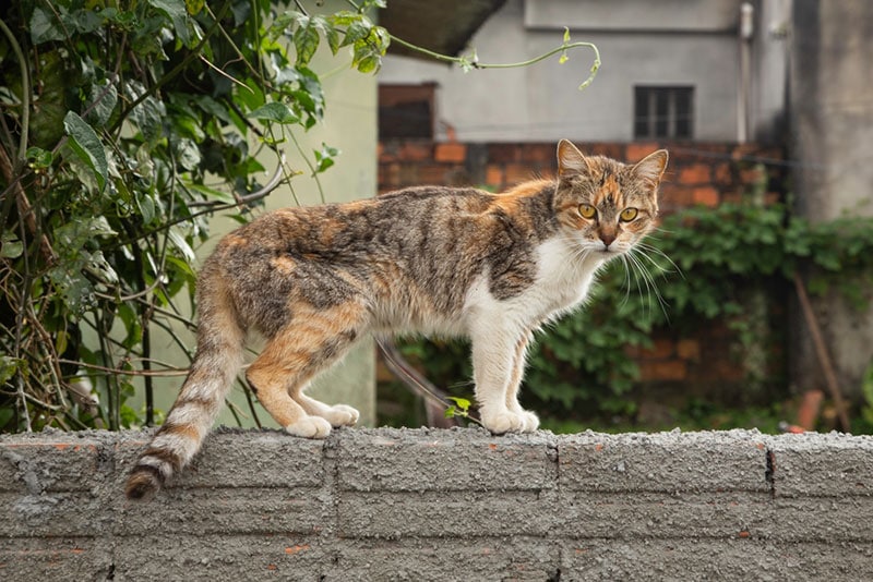 brazilian shorthair cat on a fence