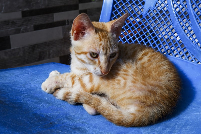 brazilian shorthair kitten lying on a chair