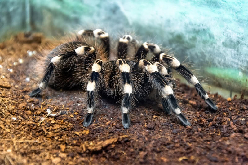 brazilian whiteknee tarantula