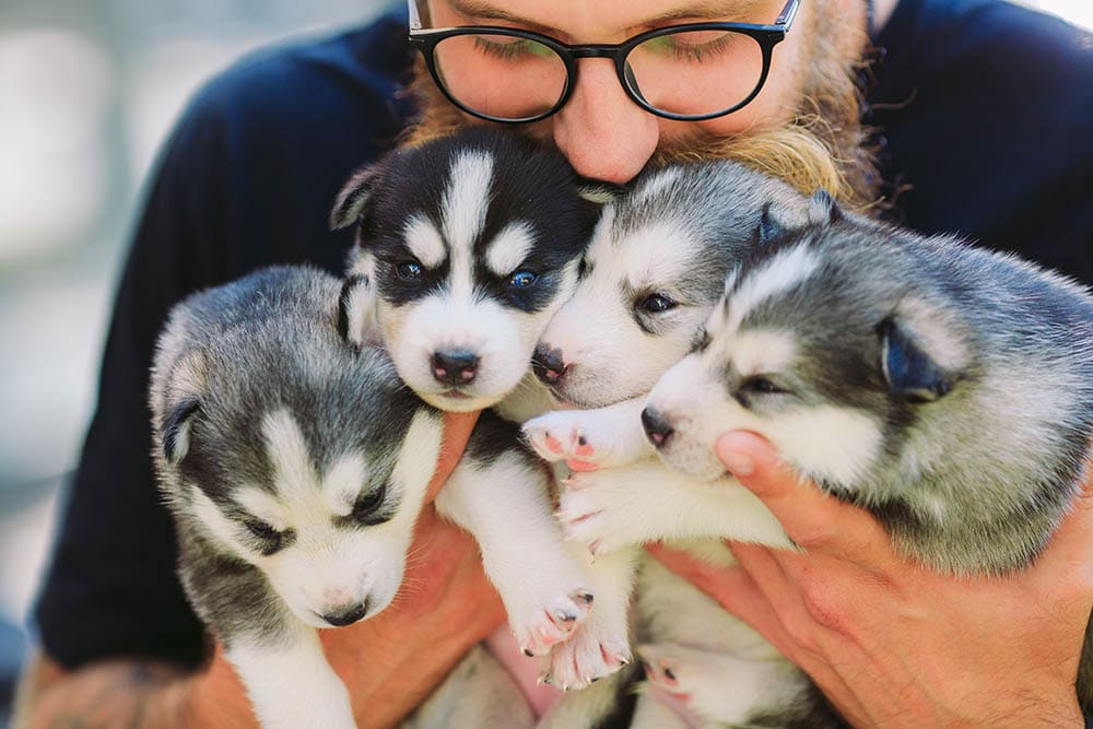 breeder carrying siberian husky puppies