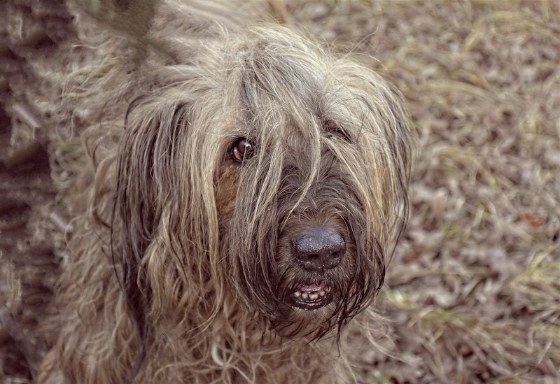briard dog closeup