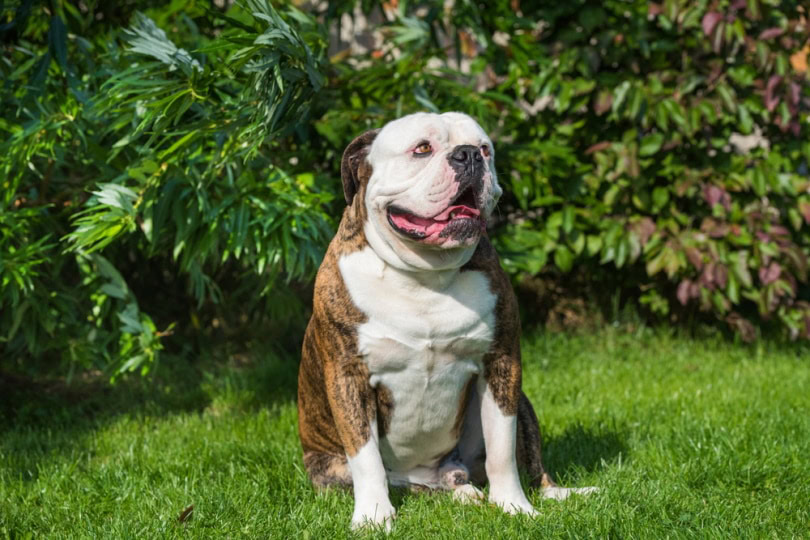 brindle american bulldog