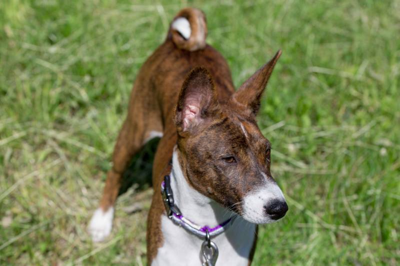 brindle basenji dog standing on the grass