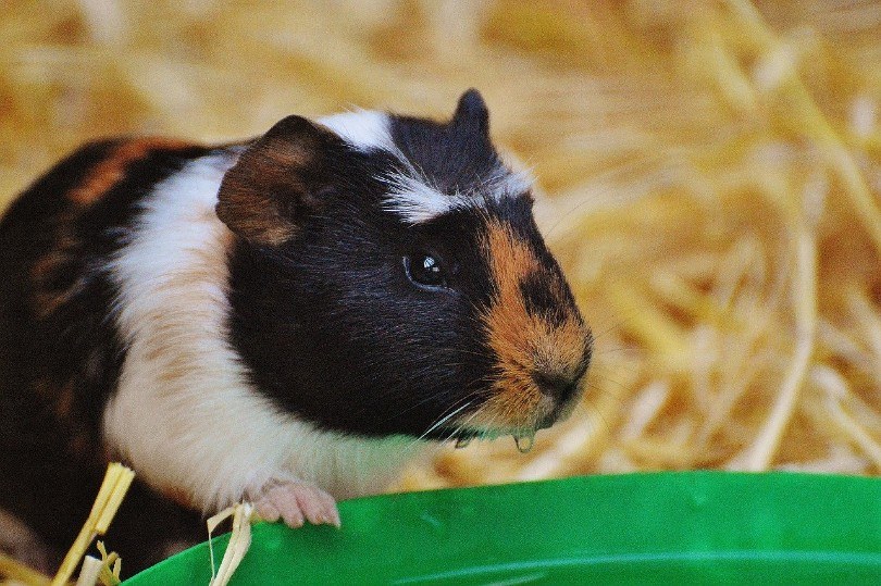brindle guinea pig