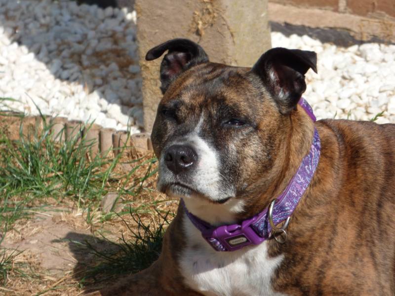 brindle staffordshire bull terrier dog at rest