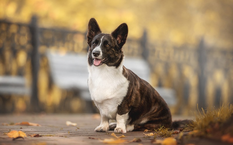 brindle welsh cardigan corgi