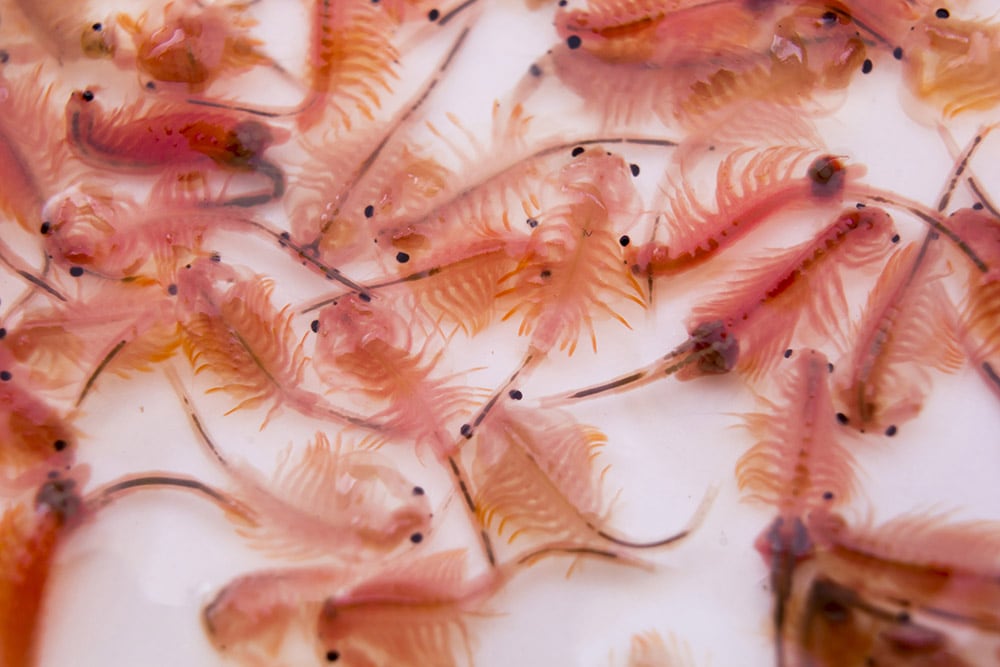 Brine shrimps or Sea monkeys