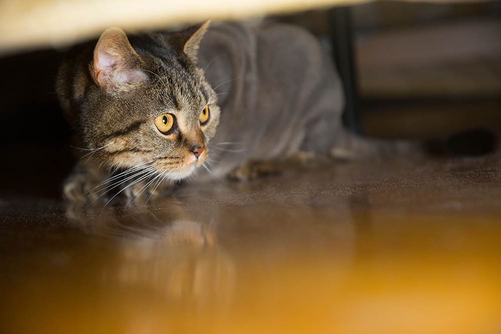 British cat hiding under the bed