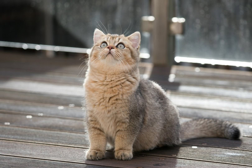 british shorthair cat sitting