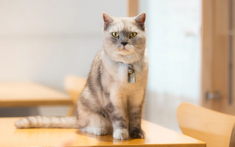 british shorthair cat