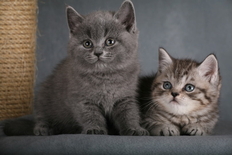 british shorthair kittens