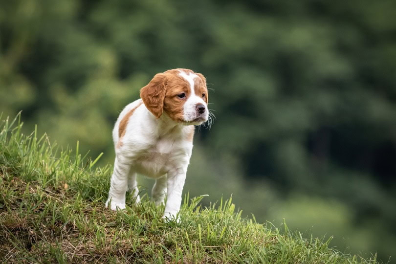 brittany-spaniel-baby-dog_Barbara_C_shutterstock