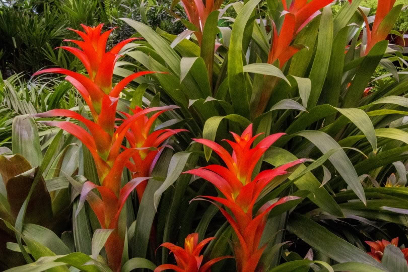 bromeliad_JoaoBOliver_Pixabay