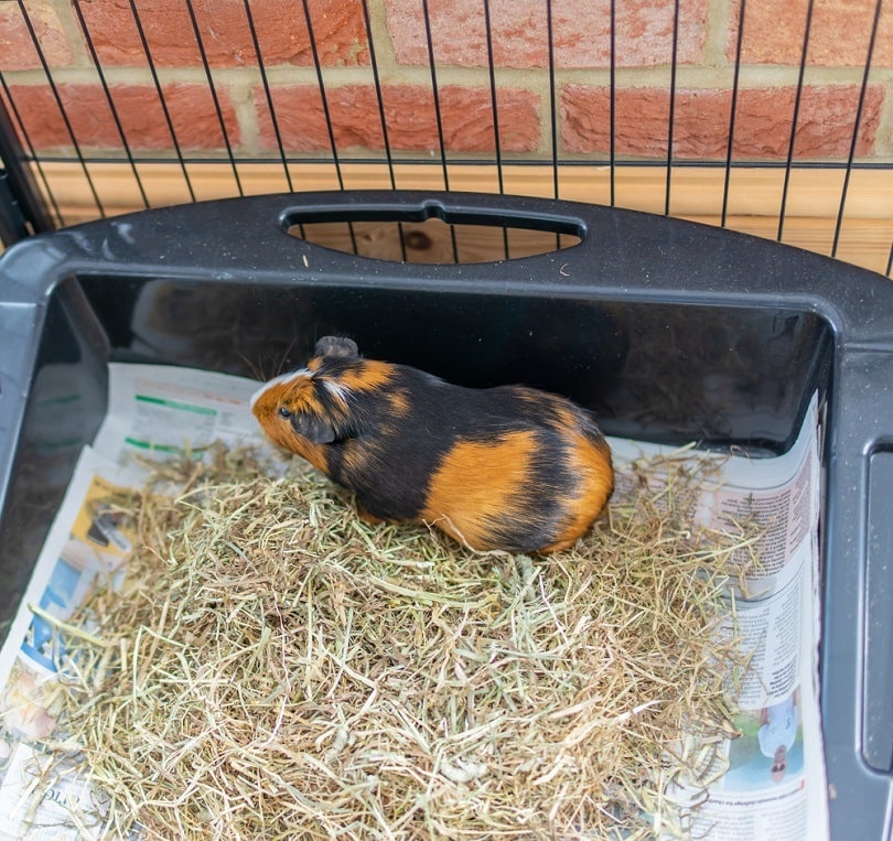 brown and black male guinea pig in its indoor litter_yackers1_shutterstock