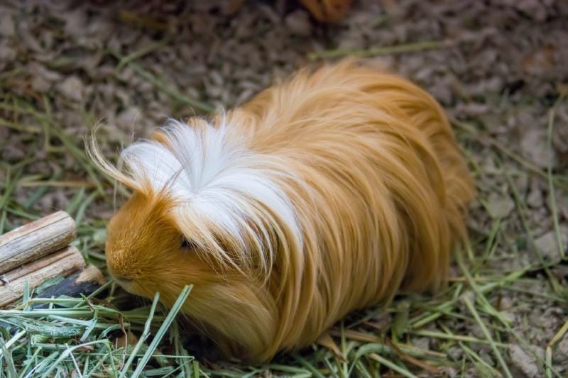 brown and white Peruvian Guinea Pig (Cavia porcellus) is eating the grass
