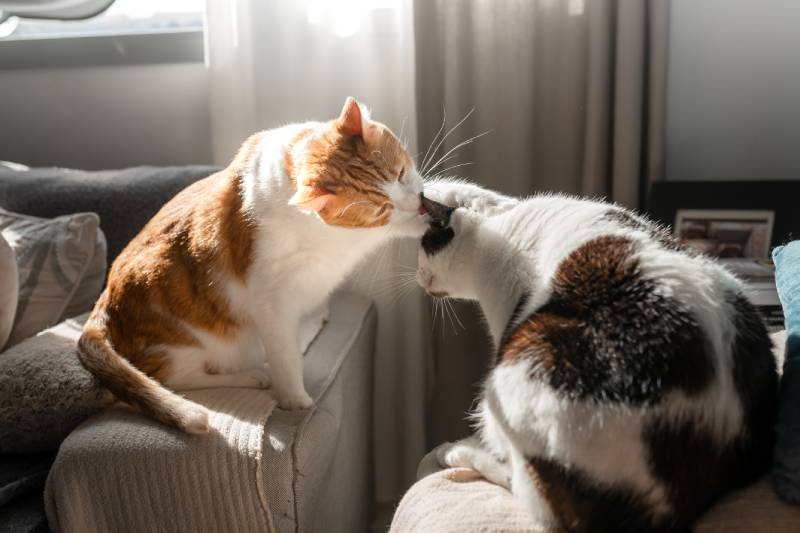 brown and white cat licks the ear of a black and white cat