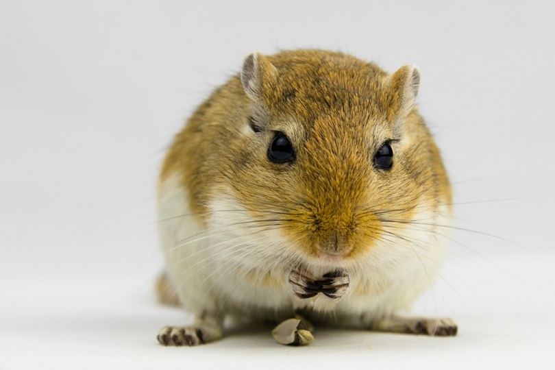 brown and white gerbil eating a pipe