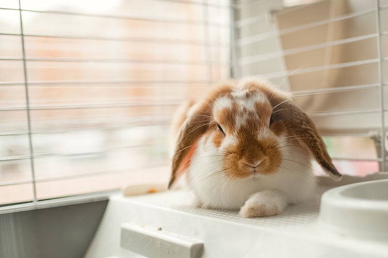 brown and white rabbit inside the cage