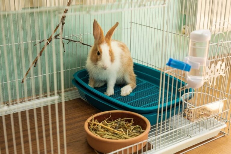 How to Make a Rabbit Room: Vet-Reviewed Tips & DIY Ideas | The Vet Desk