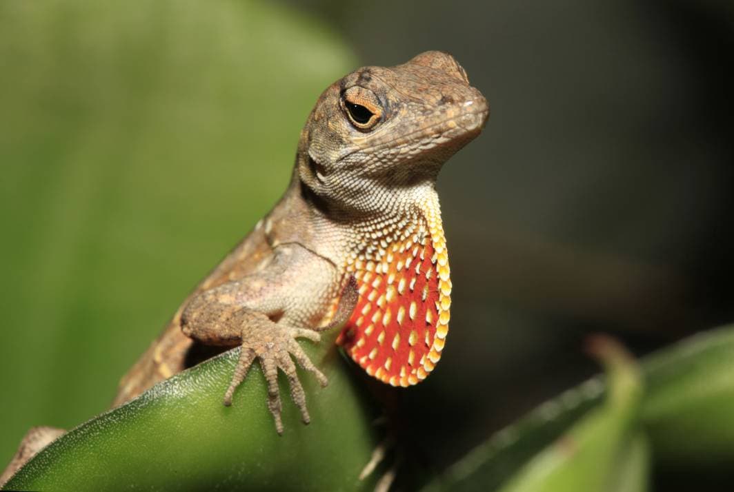 brown anole close up_Steve Bower_shutterstock