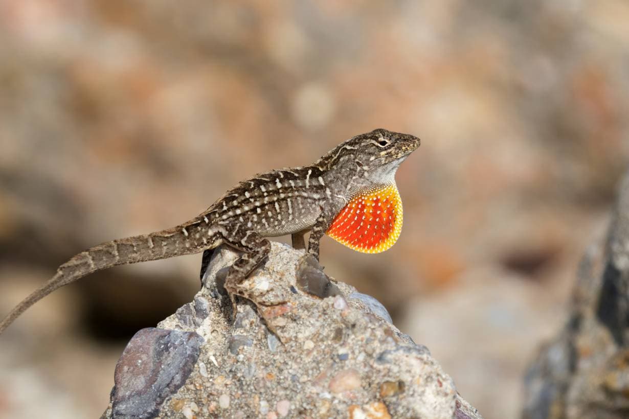 brown anole inflating its throat_Natalie Kuzmina_Shutterstock