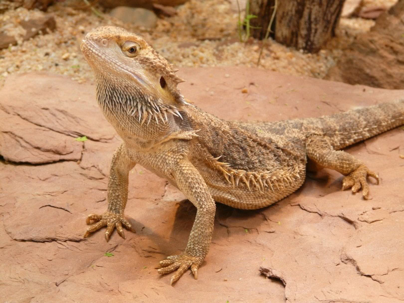 brown bearded dragon_Hans Braxmeier_Pixabay