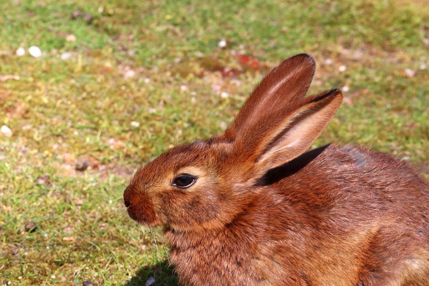 Brown belgian hare