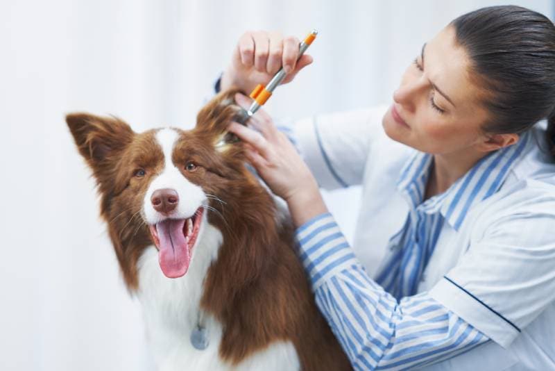 brown border collie dog during visit in vet