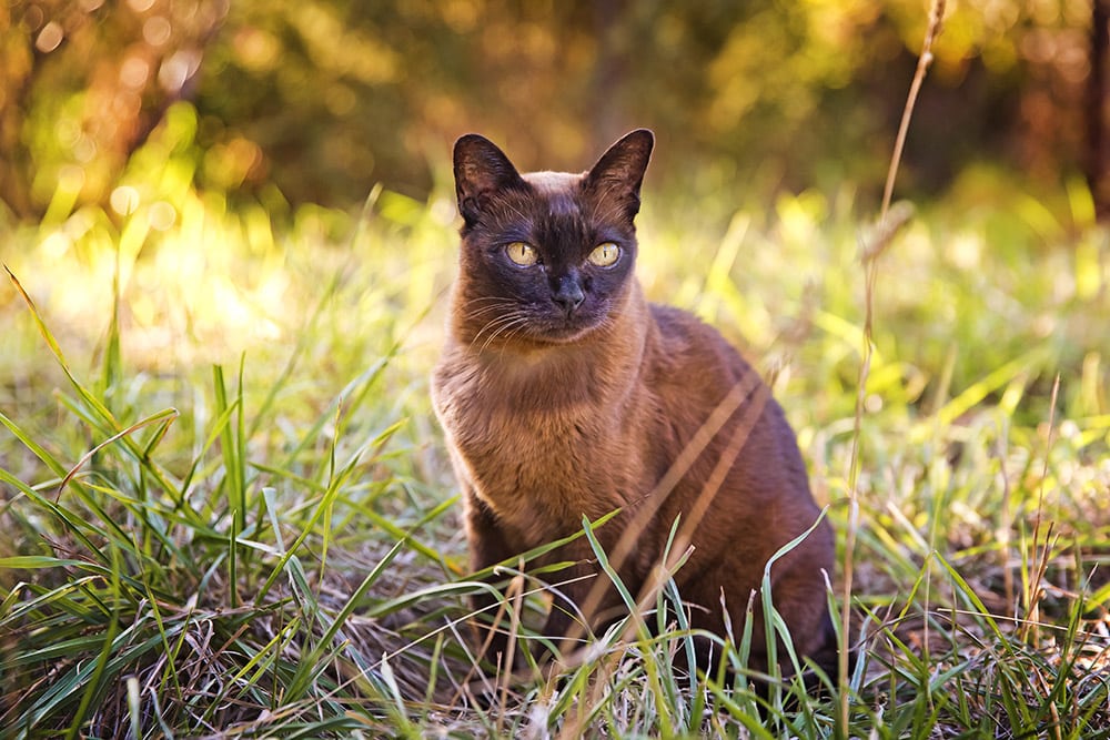 Brown Burmese cat
