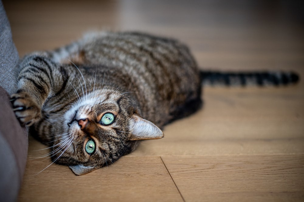 brown cat lying on a wooden floor