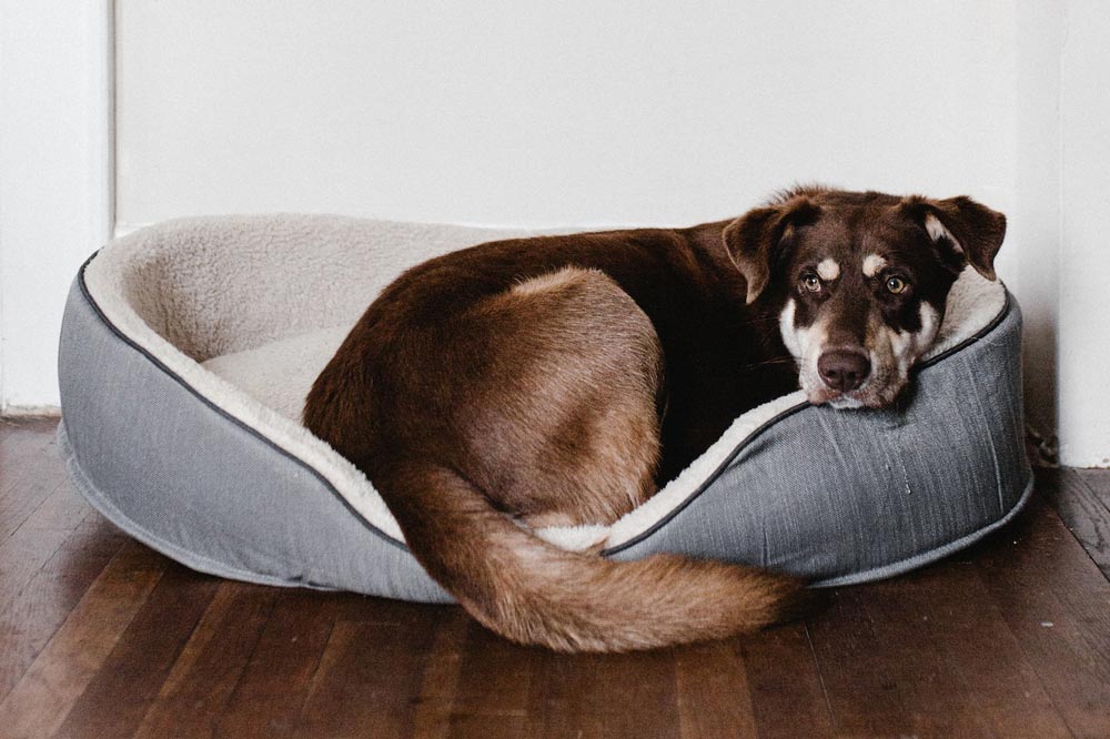 brown dog laying on white and gray bed on the floor