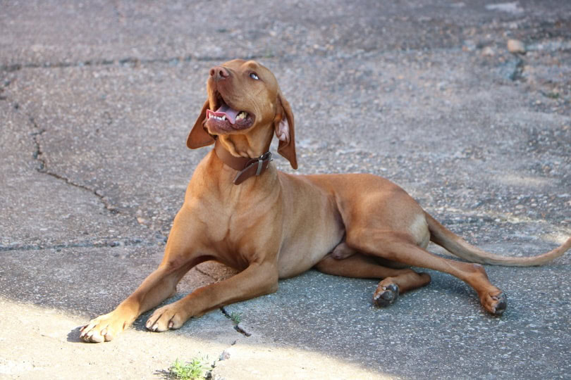 brown dog lying and yawning