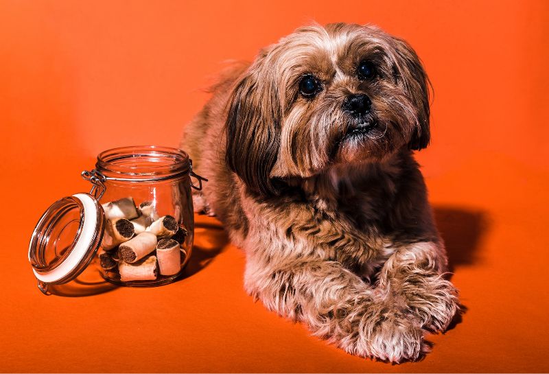 brown dog on orange background with treats