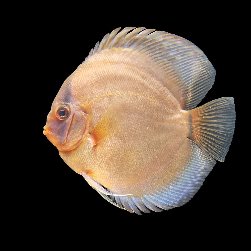 brown ghost discus fish
