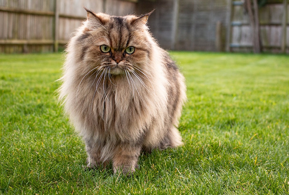 brown golden chinchilla persian cat