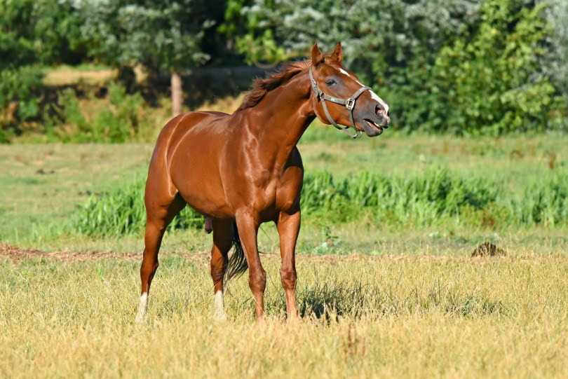 brown horse_Piqsels