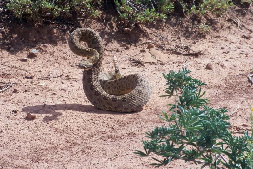 brown rattle snake