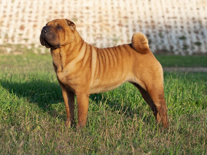 brown shar pei standing on grass
