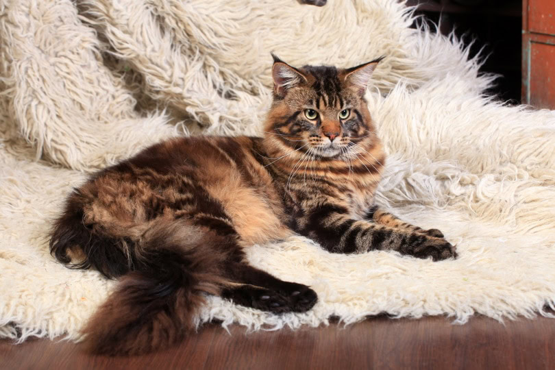 brown tabby maine coon_Rosa Jay