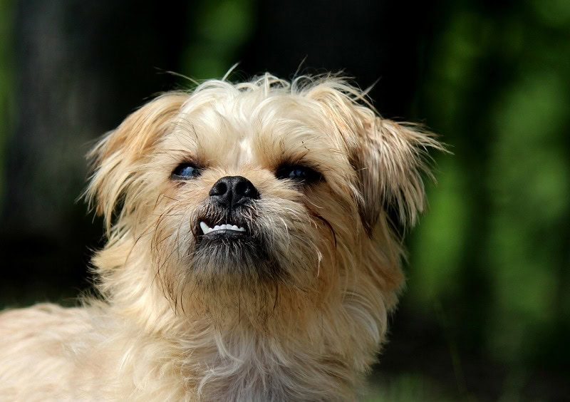 brussels griffon dog