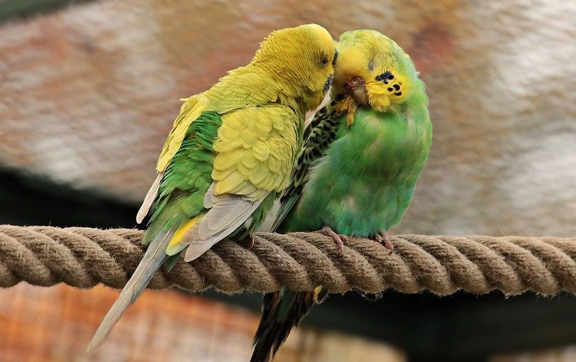 budgerigars-pixabay