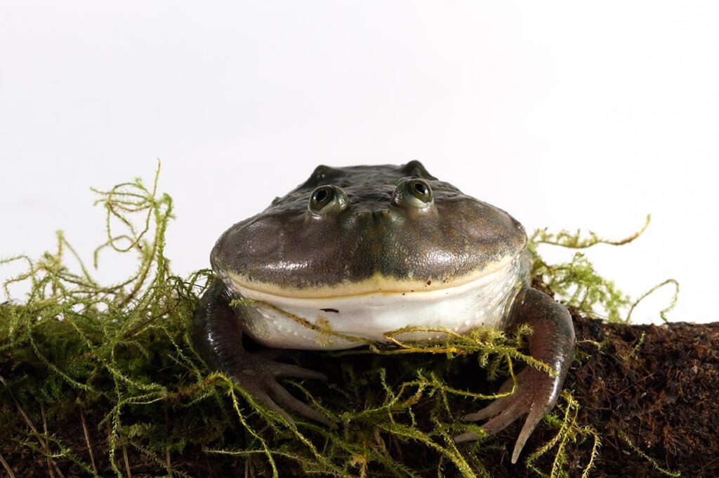budgett's frog