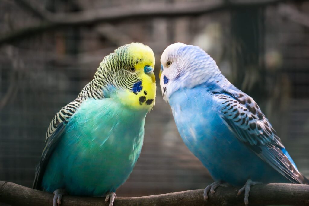 Budgie together 