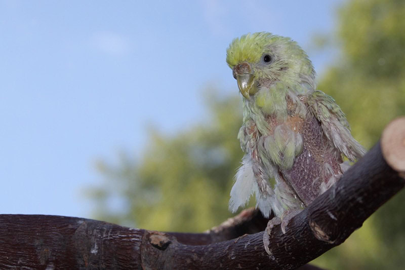 budgie bird with psittacine beak and feather disease